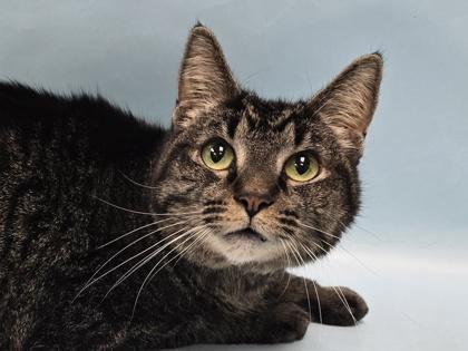 Moira, Adoptable, Adult Female Domestic Short Hair.