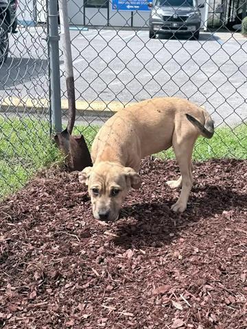 Enlarge SLINKY, a Adoptable mixed breed in Panama City, FL image 1/1