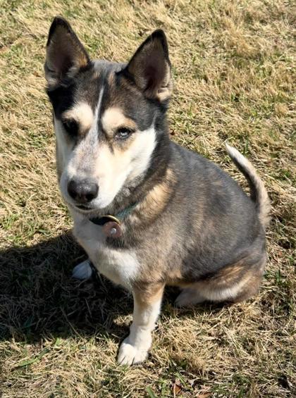 Dakota, Adoptable, Adult Female Siberian Husky & Mixed Breed.