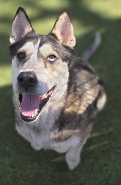 Enlarge Dakota, a Adoptable mixed breed in Fort Worth, TX image 2/2