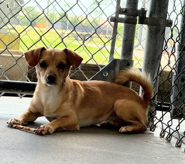 Enlarge PIKO, a ADOPTABLE mixed breed in Lynn Haven, FL image 1/1