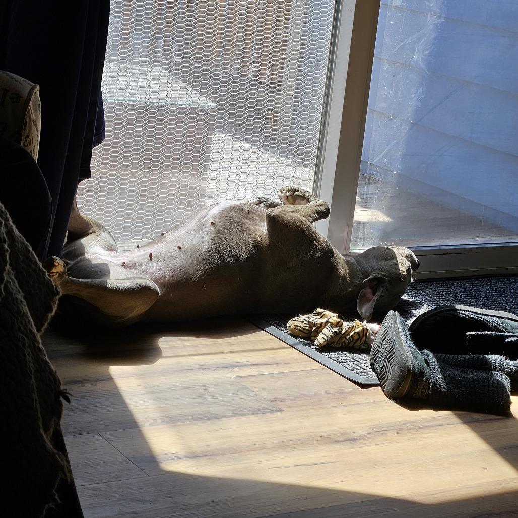Pickle, Adoptable, Adult Female Staffordshire Bull Terrier & Mixed Breed.