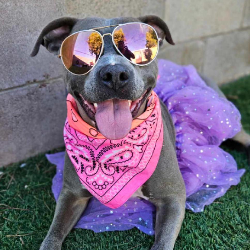 Pickle, Adoptable, Adult Female Staffordshire Bull Terrier & Mixed Breed.