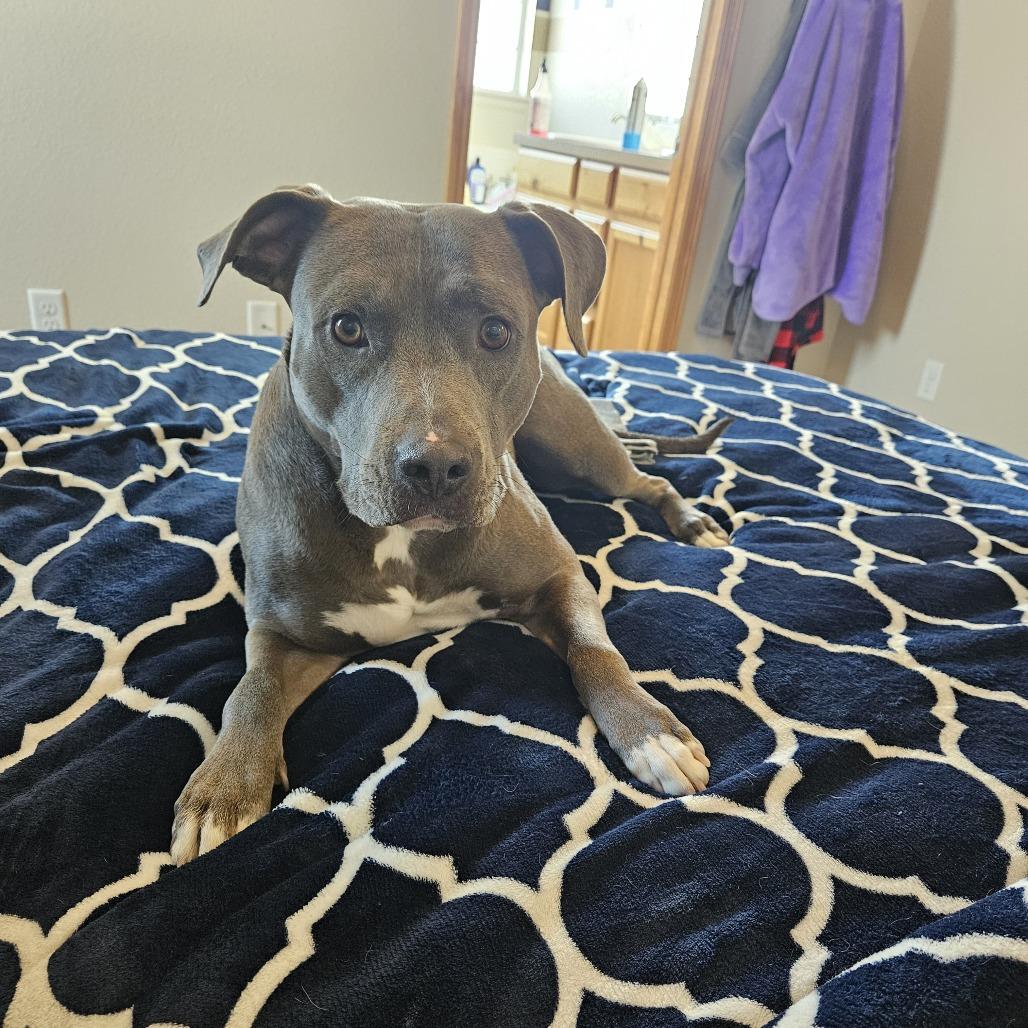 Enlarge Pickle, a Adoptable mixed breed in Fort Collins, CO image 1/6