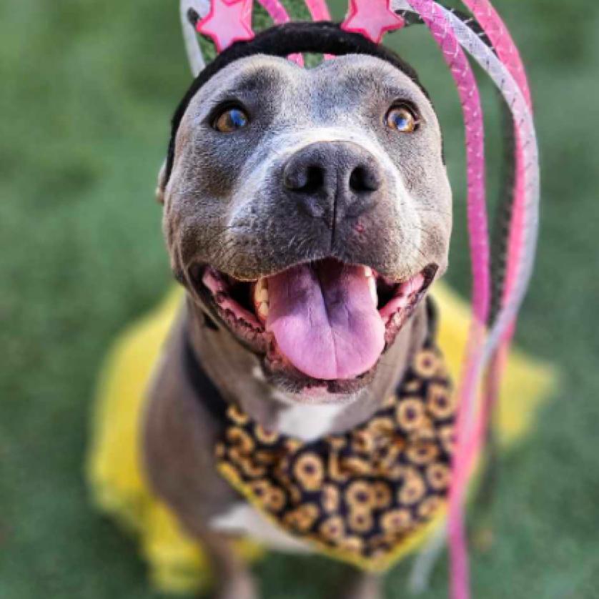 Pickle, Adoptable, Adult Female Staffordshire Bull Terrier & Mixed Breed.