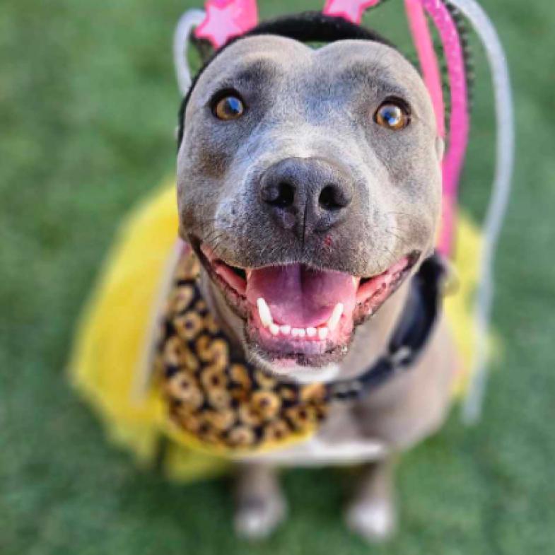 Pickle, a Adoptable mixed breed in Fort Collins, CO image 2/6