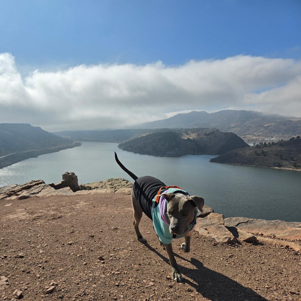 Enlarge Pickle, a Adoptable mixed breed in Fort Collins, CO image 3/6