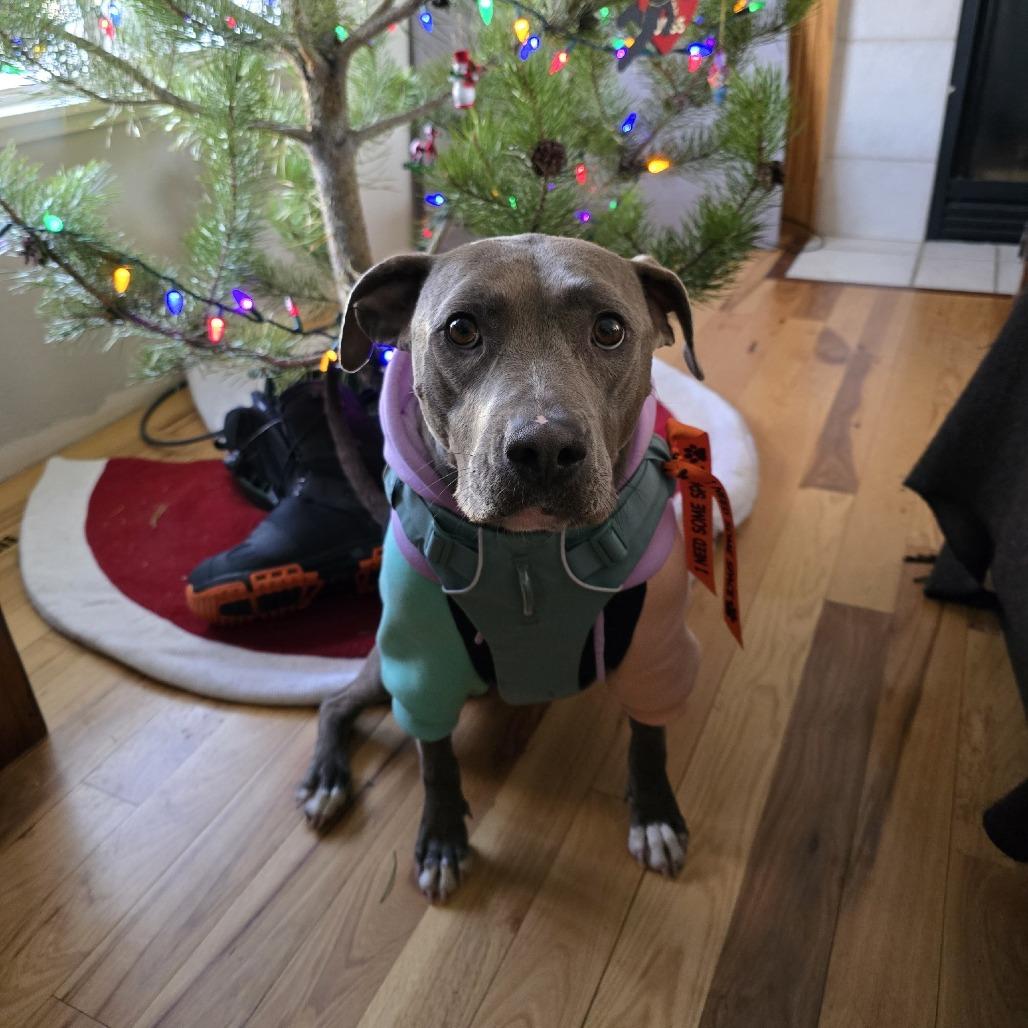 Pickle, a Adoptable mixed breed in Fort Collins, CO image 3/6