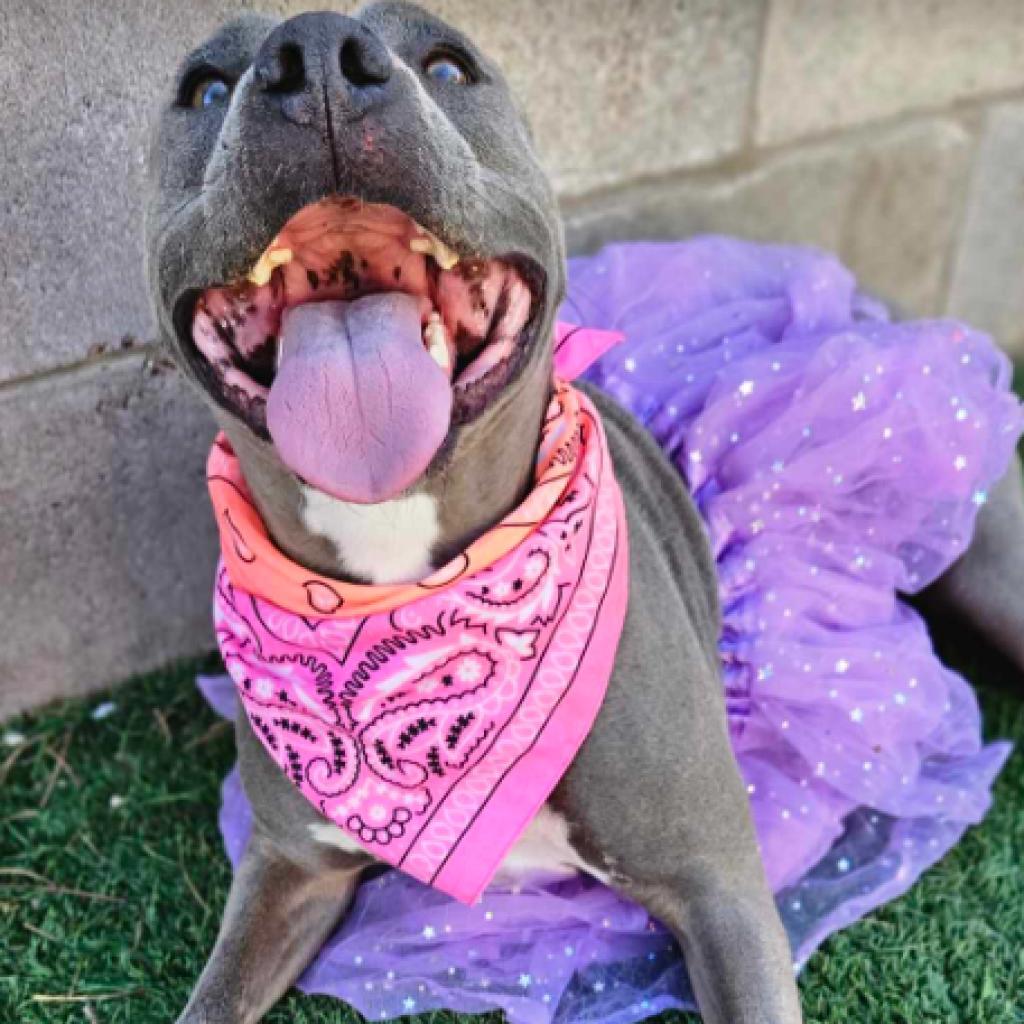 Pickle, a Adoptable mixed breed in Fort Collins, CO image 4/6