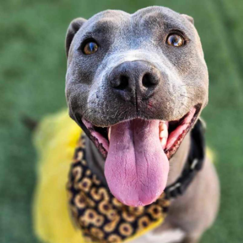 Pickle, a Adoptable mixed breed in Fort Collins, CO image 5/6