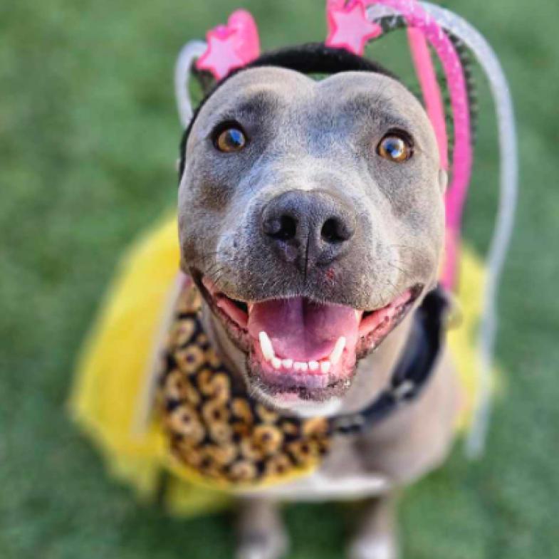 Pickle, a Adoptable mixed breed in Fort Collins, CO image 6/6