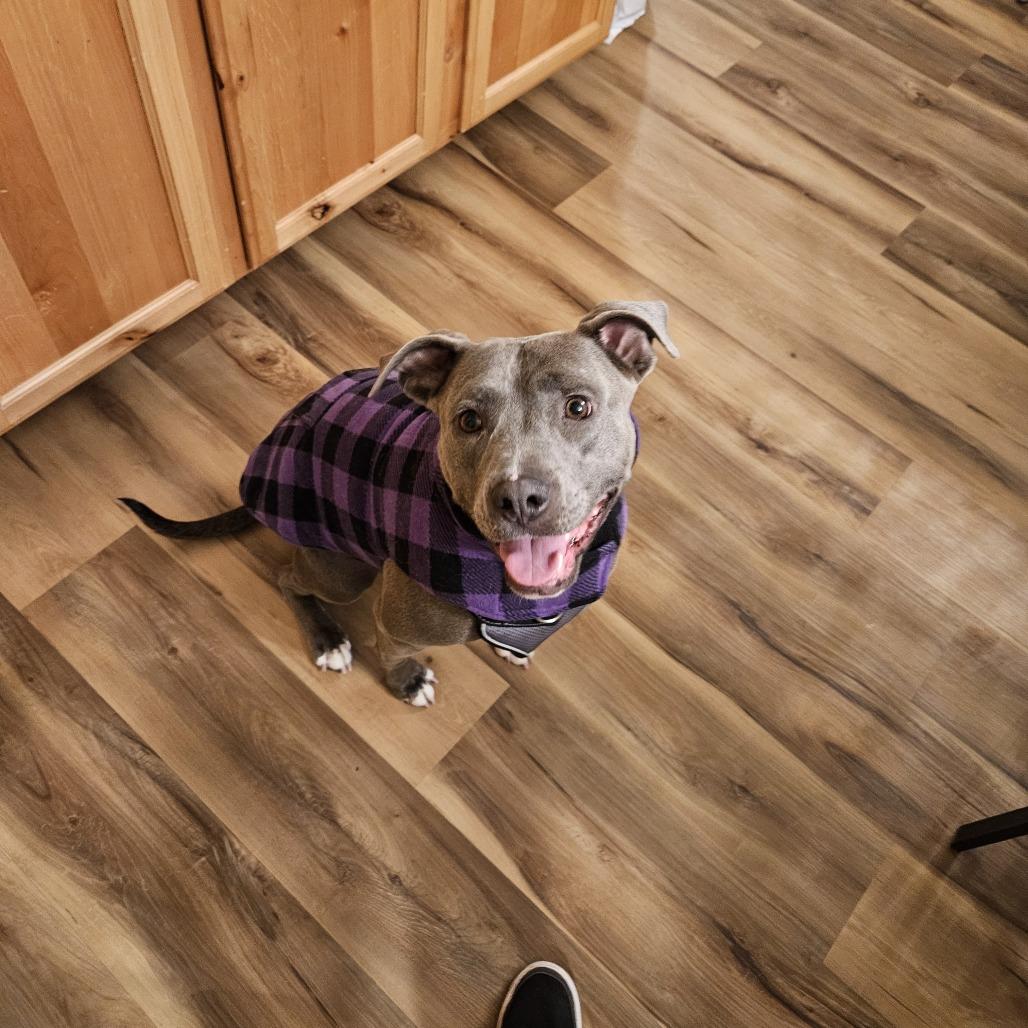 Enlarge Pickle, a Adoptable mixed breed in Fort Collins, CO image 6/6
