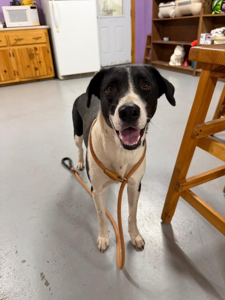 Nova, Adoptable, Young Female Labrador Retriever.