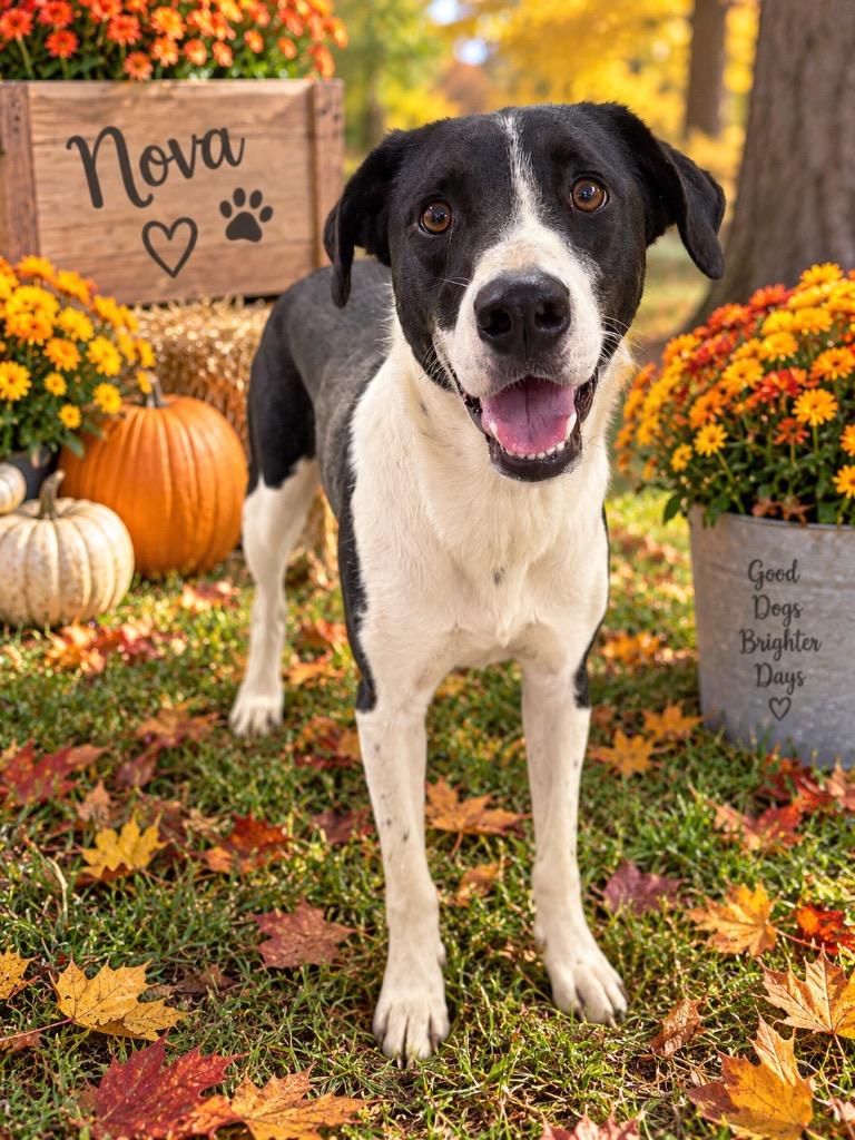 Enlarge Nova, a Adoptable Labrador Retriever in Glenfield, NY image 2/6