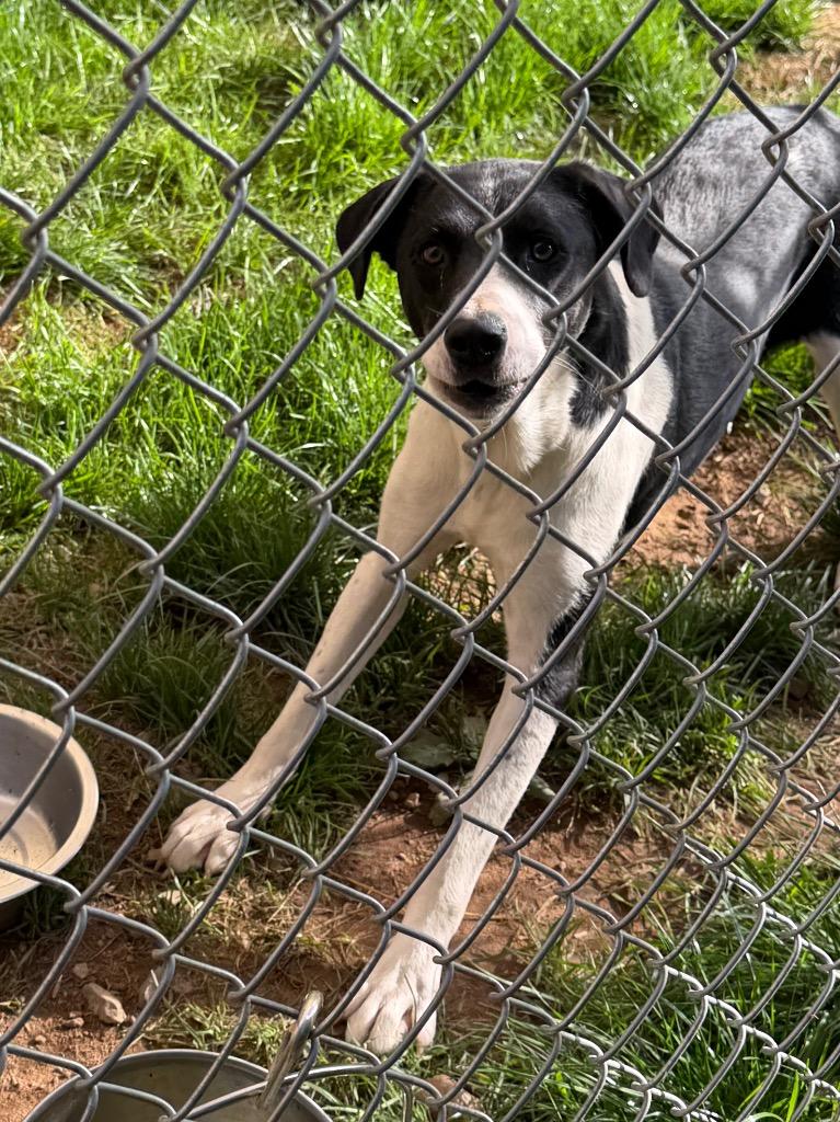 Enlarge Nova, a Adoptable Labrador Retriever in Glenfield, NY image 3/6