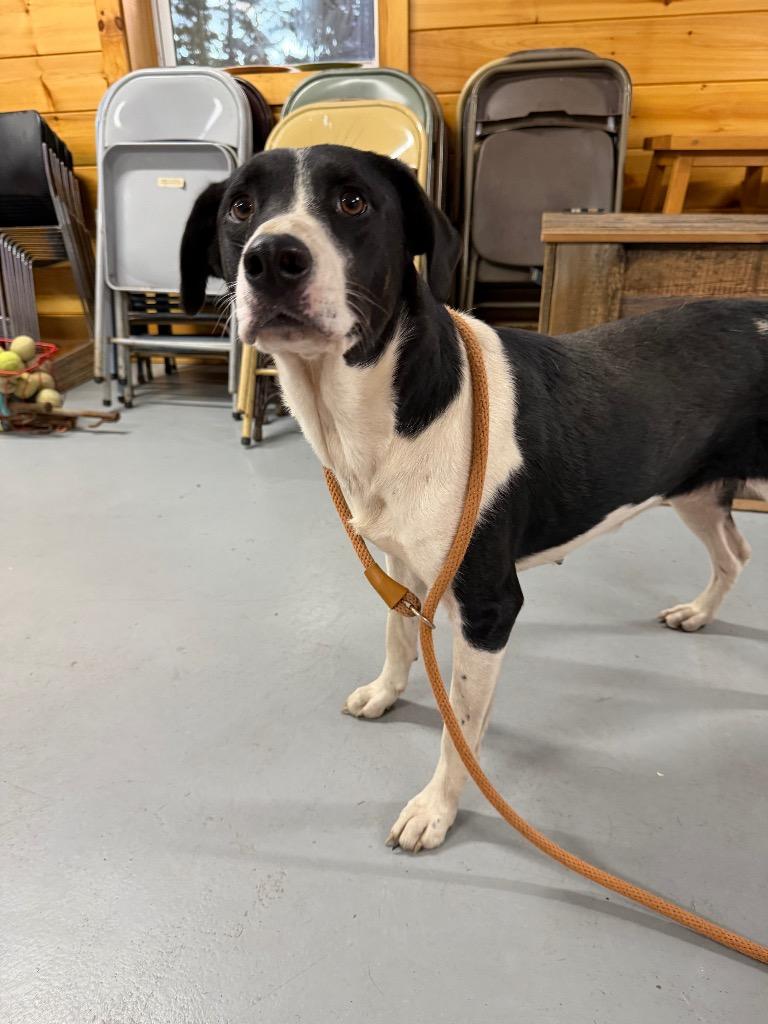 Enlarge Nova, a Adoptable Labrador Retriever in Glenfield, NY image 4/6