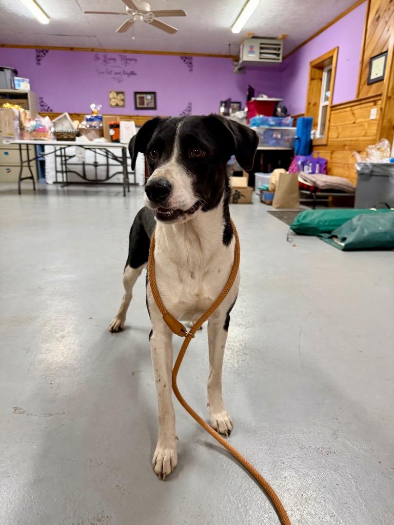 Enlarge Nova, a Adoptable Labrador Retriever in Glenfield, NY image 5/6
