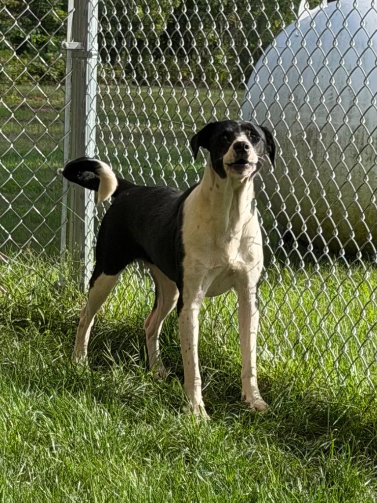 Enlarge Nova, a Adoptable Labrador Retriever in Glenfield, NY image 6/6