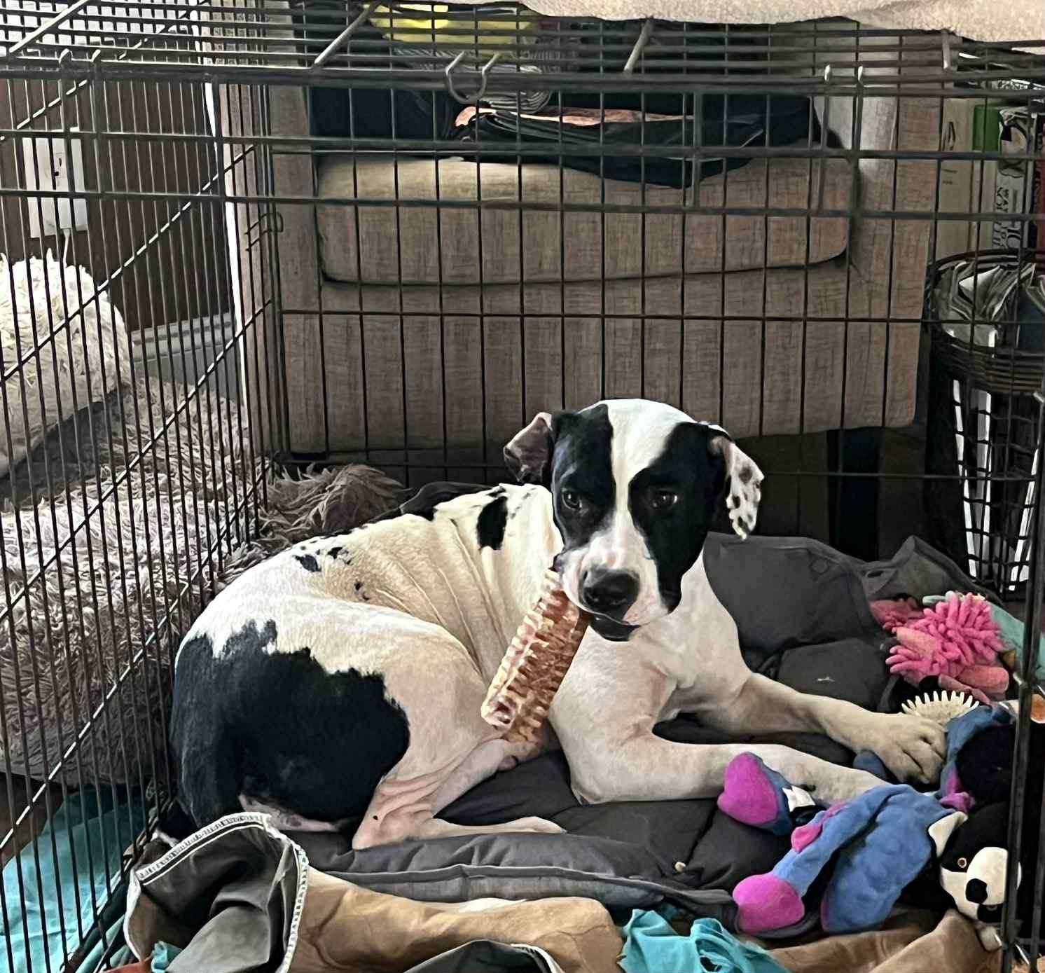 Enlarge Daisy Mae, a Adoptable mixed breed in Enfield, CT image 5/5