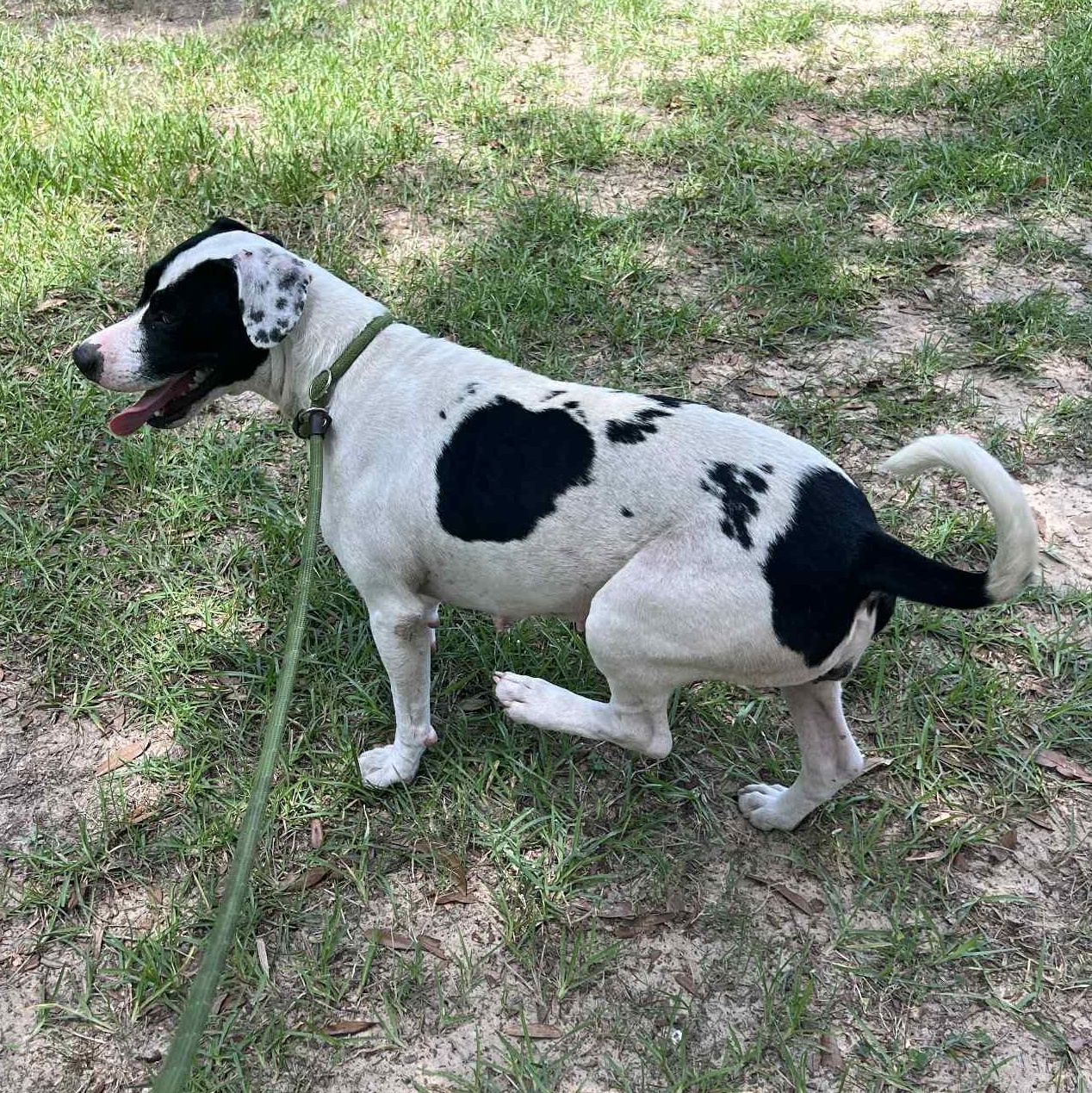 Enlarge Daisy Mae, a Adoptable mixed breed in Enfield, CT image 4/5