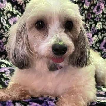 Enlarge CHLOE 5 years 12 pounds, an adoptable mixed breed in san diego, CA image 2/4