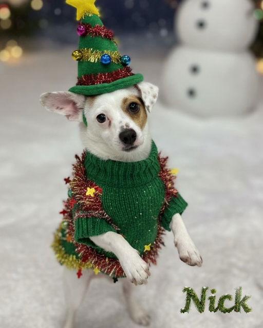 Nick, Adoptable, Young Male Chihuahua & Terrier.