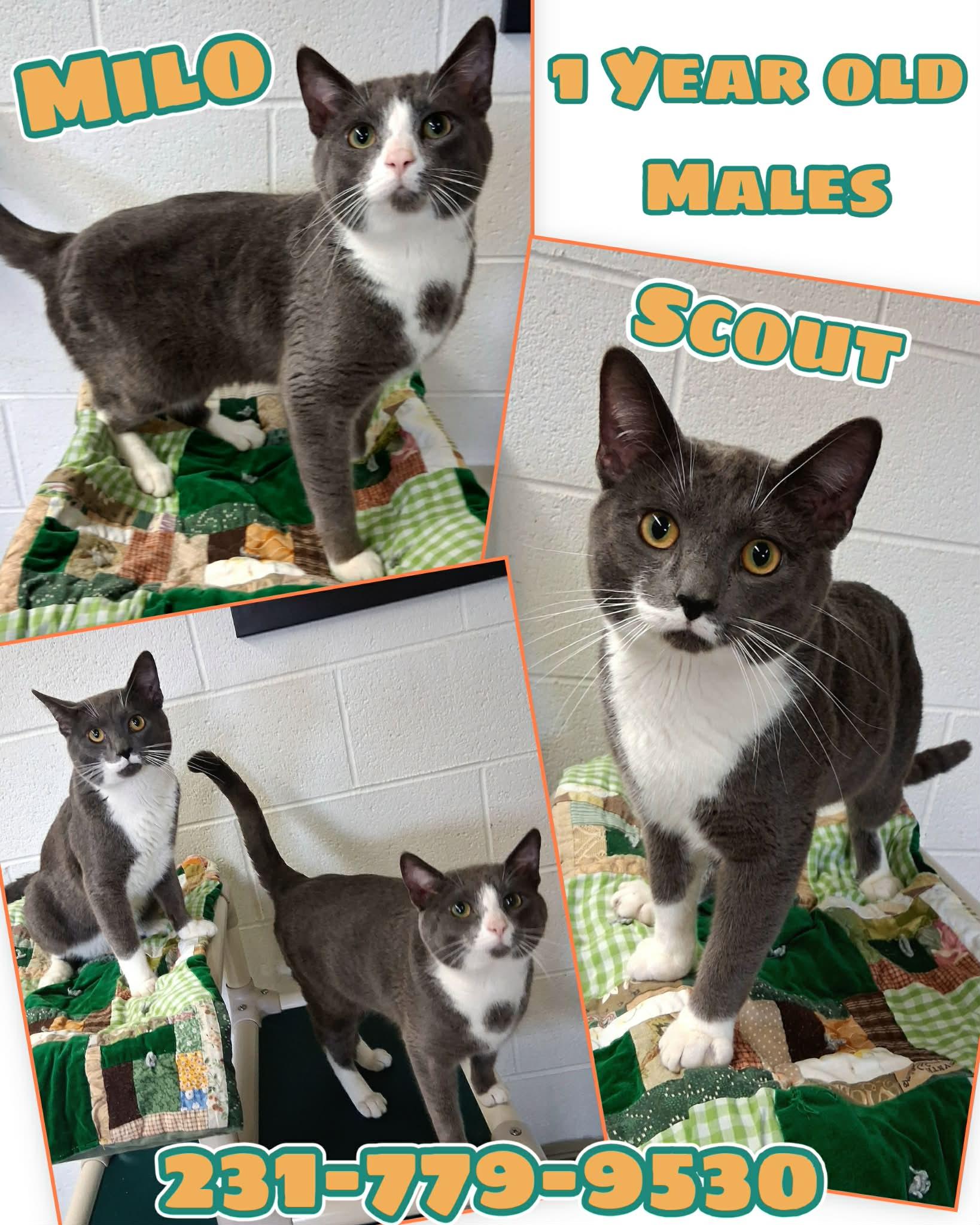 Enlarge MILO, a ADOPTABLE Domestic Short Hair in Cadillac, MI image 1/1