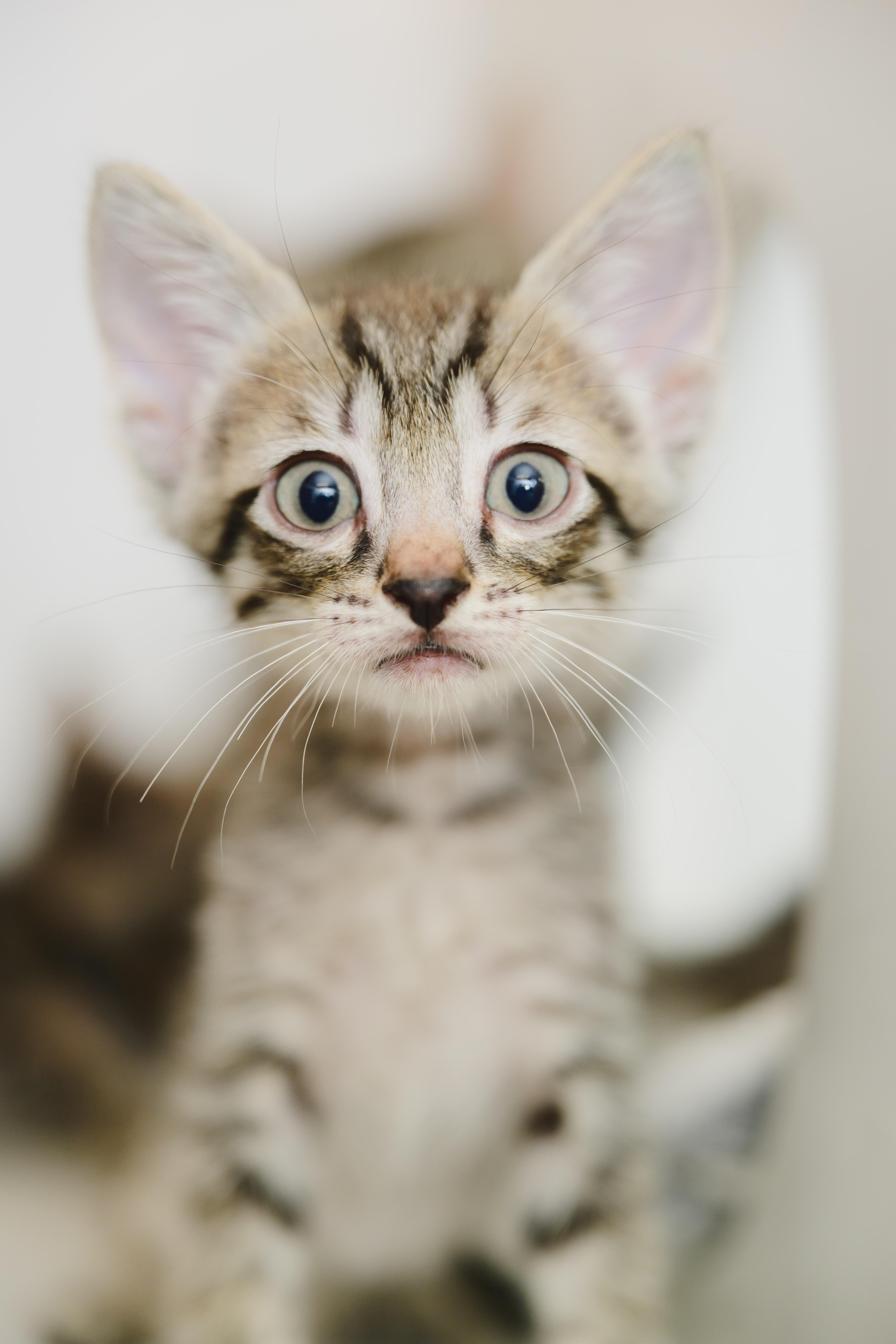 Leche, Adopted, Young Female Domestic Short Hair.