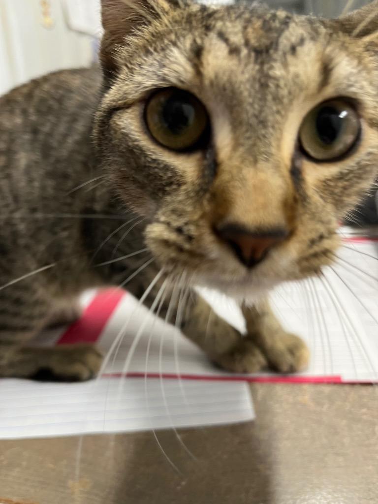 Enlarge Mahala, a Adoptable mixed breed in Virginia, MN image 1/1