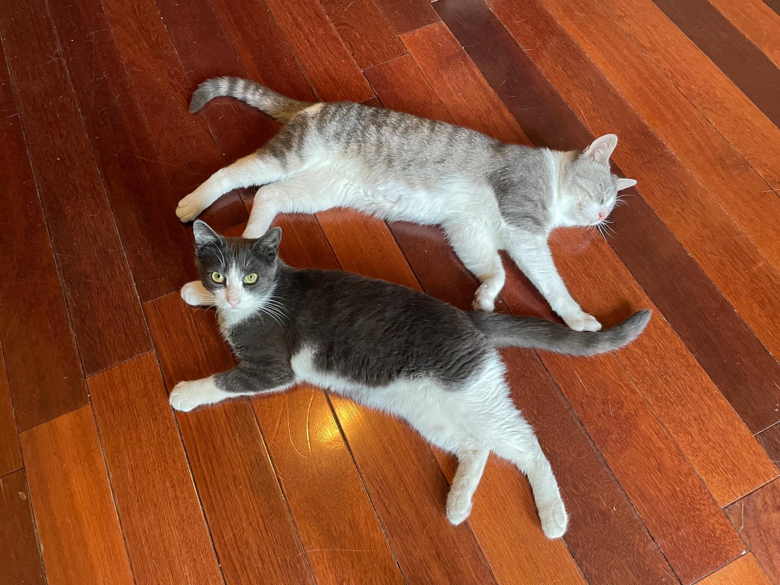 Enlarge Max and Sam, a ADOPTABLE Domestic Short Hair in Brooklyn, NY image 6/6
