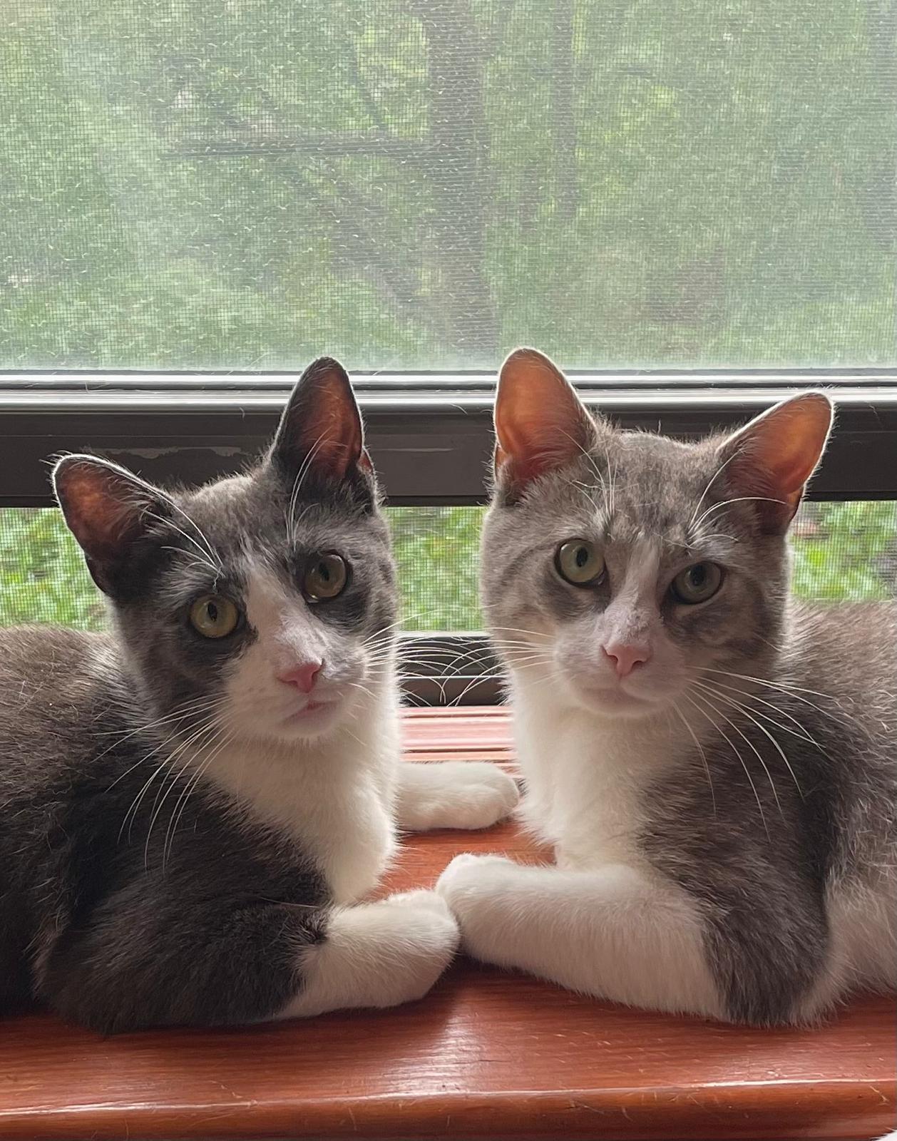 Max and Sam, ADOPTABLE, Young Male Domestic Short Hair.