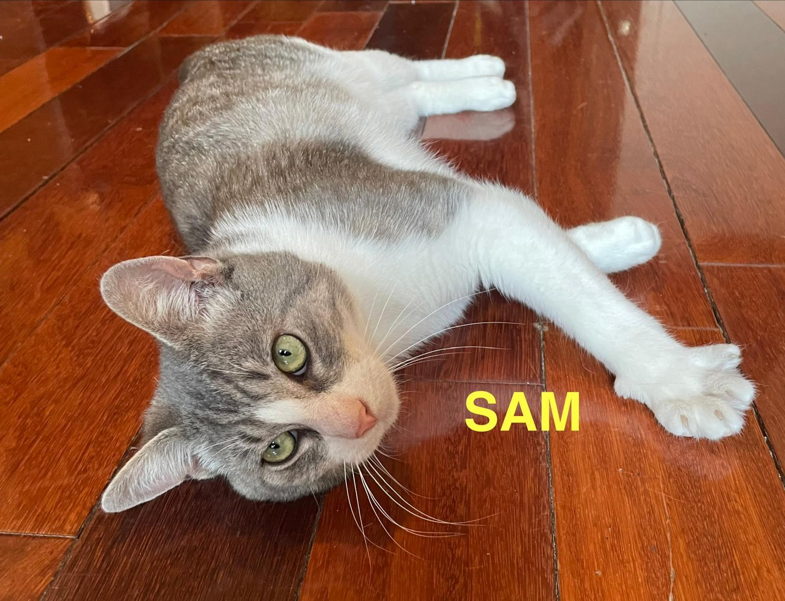 Enlarge Max and Sam, a ADOPTABLE Domestic Short Hair in Brooklyn, NY image 4/6