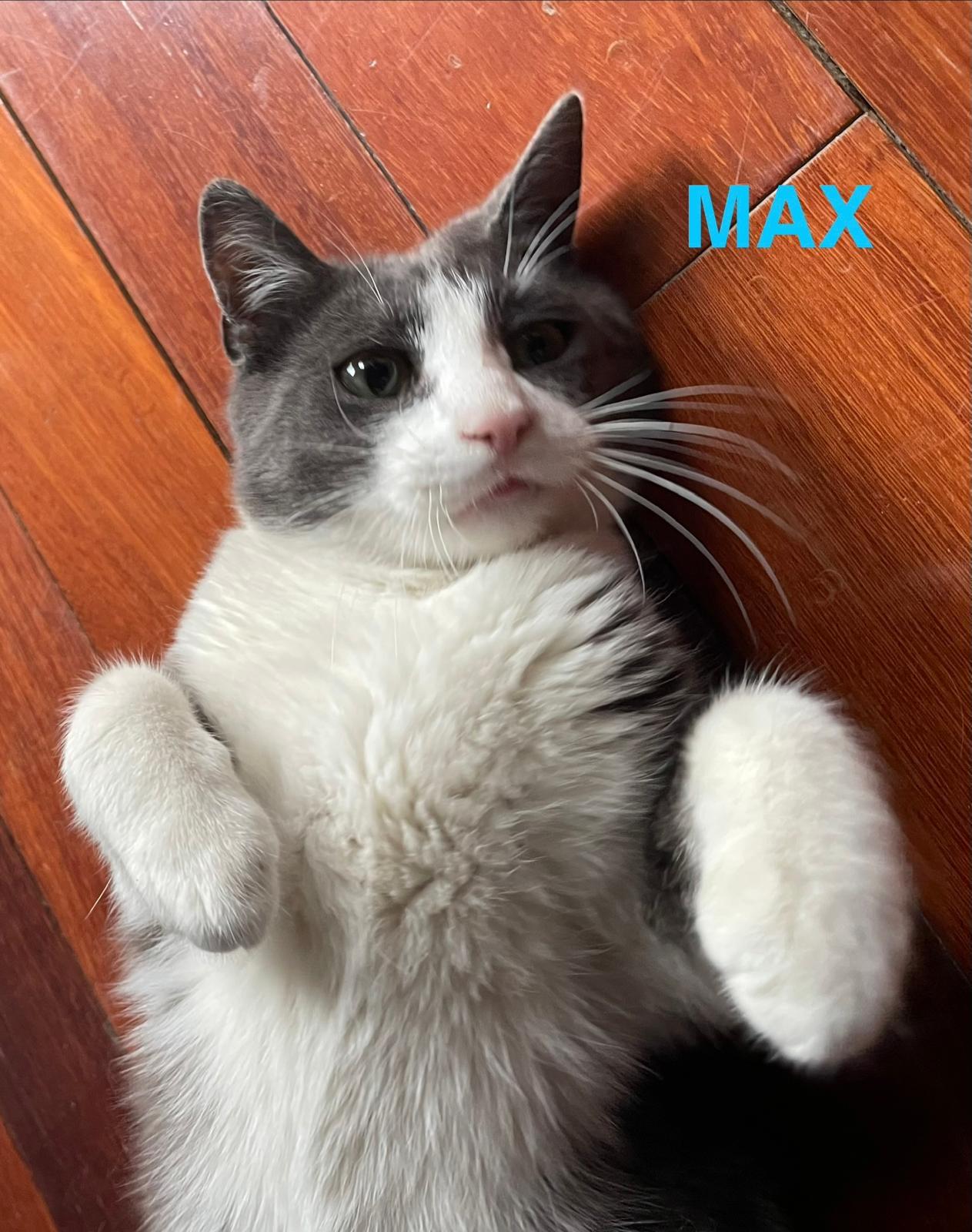 Enlarge Max and Sam, a ADOPTABLE Domestic Short Hair in Brooklyn, NY image 3/6