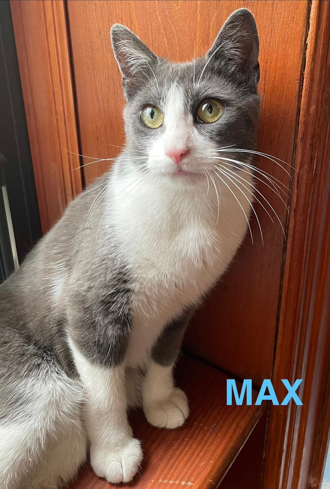Enlarge Max and Sam, a ADOPTABLE Domestic Short Hair in Brooklyn, NY image 2/6