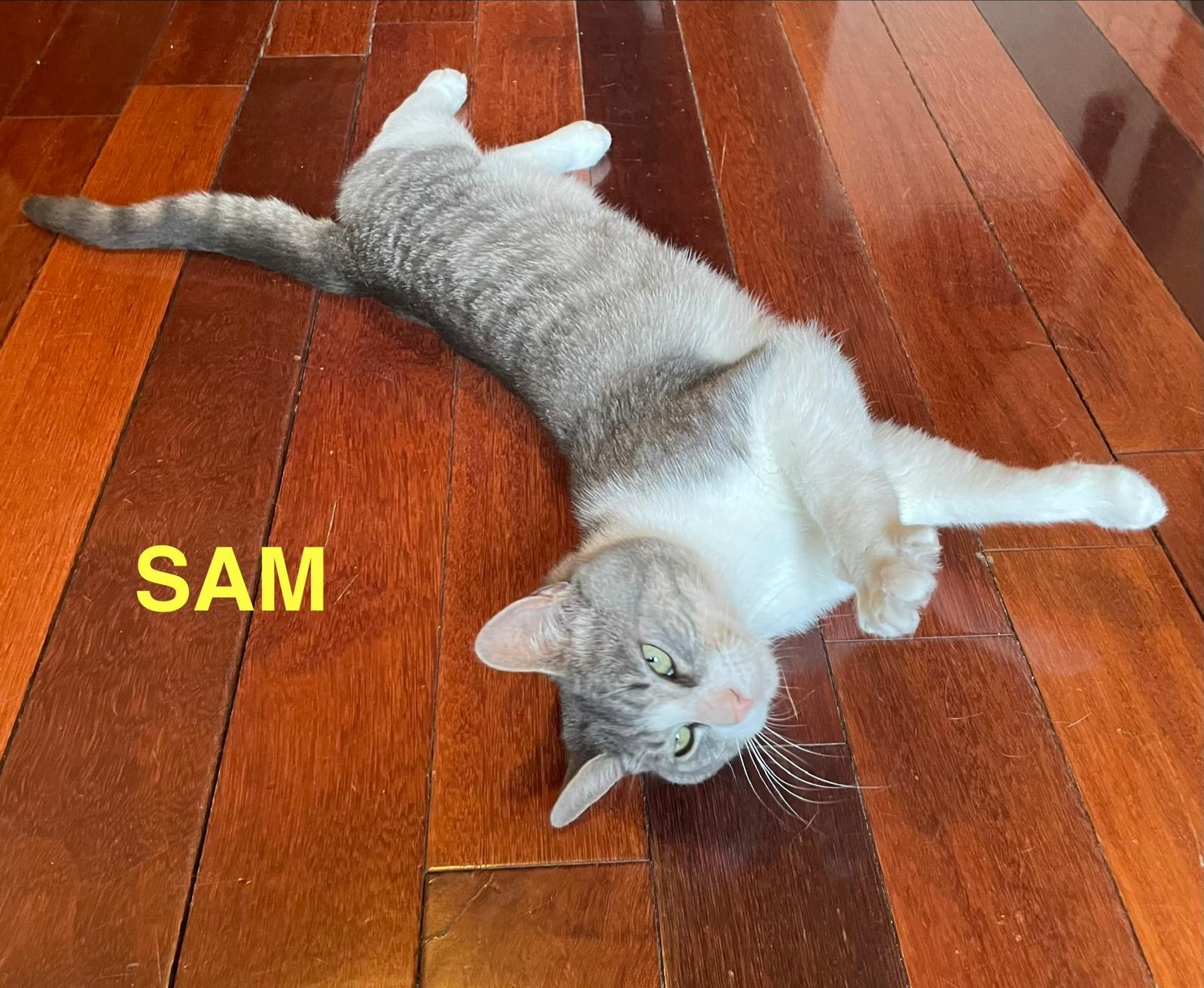 Enlarge Max and Sam, a ADOPTABLE Domestic Short Hair in Brooklyn, NY image 5/6