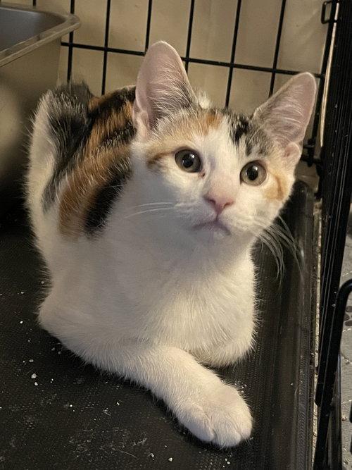 Enlarge Pleasance OR14447-T, a Adopted mixed breed in Beaverton, OR image 4/5