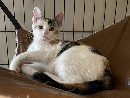 Enlarge Pleasance OR14447-T, a Adopted mixed breed in Beaverton, OR image 3/5