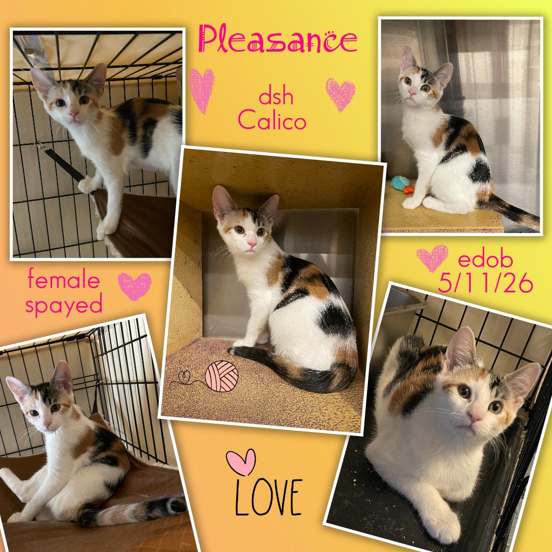 Pleasance OR14447-T, Adopted, Kitten Female Domestic Short Hair.