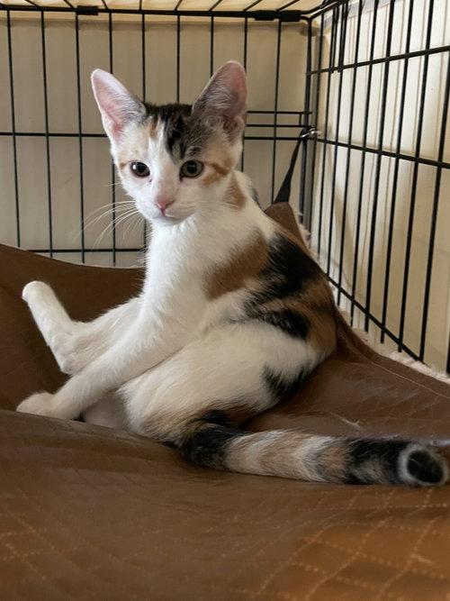 Enlarge Pleasance OR14447-T, a Adopted mixed breed in Beaverton, OR image 5/5