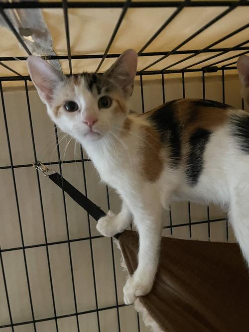 Enlarge Pleasance OR14447-T, a Adopted mixed breed in Beaverton, OR image 2/5