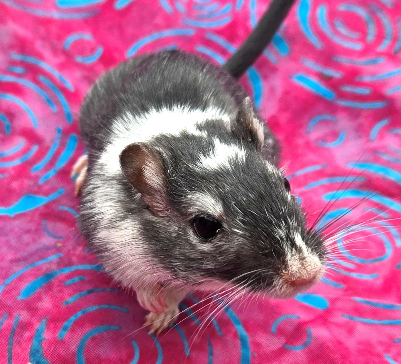 Enlarge Araminta, a ADOPTABLE Gerbil in Boyertown, PA image 6/6