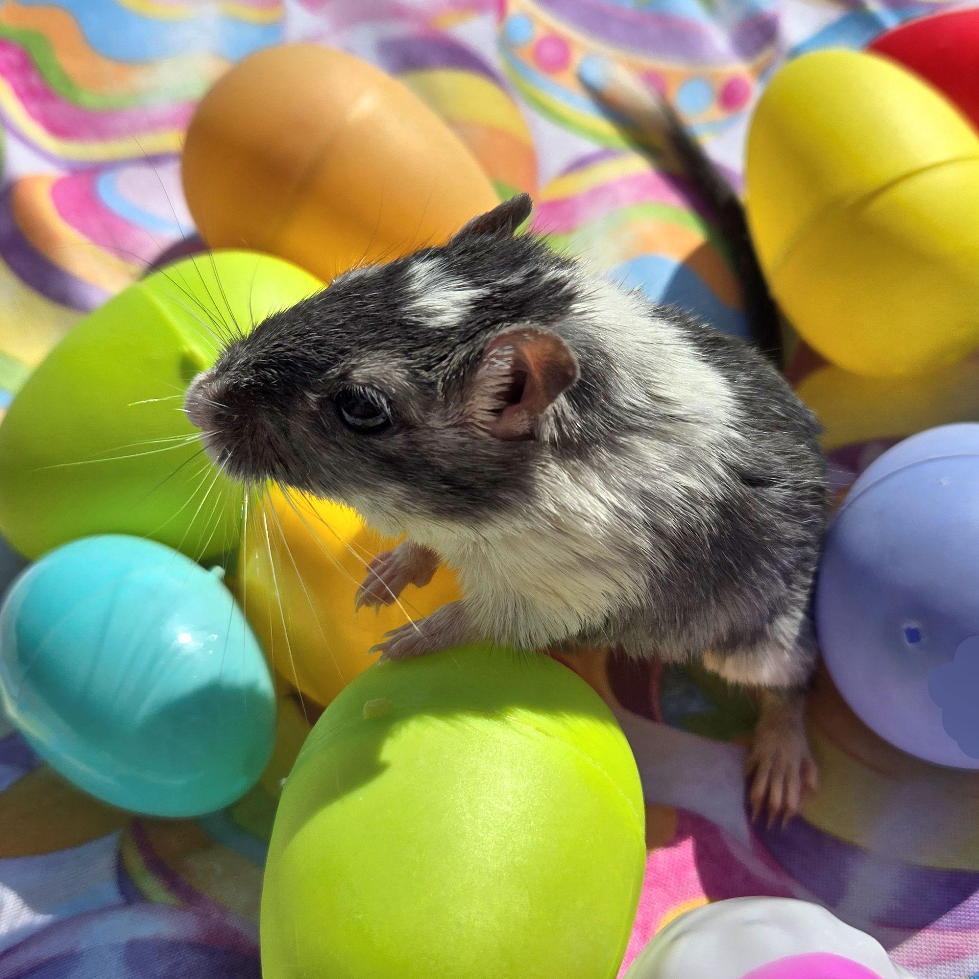 Araminta, ADOPTABLE, Senior Female Gerbil.