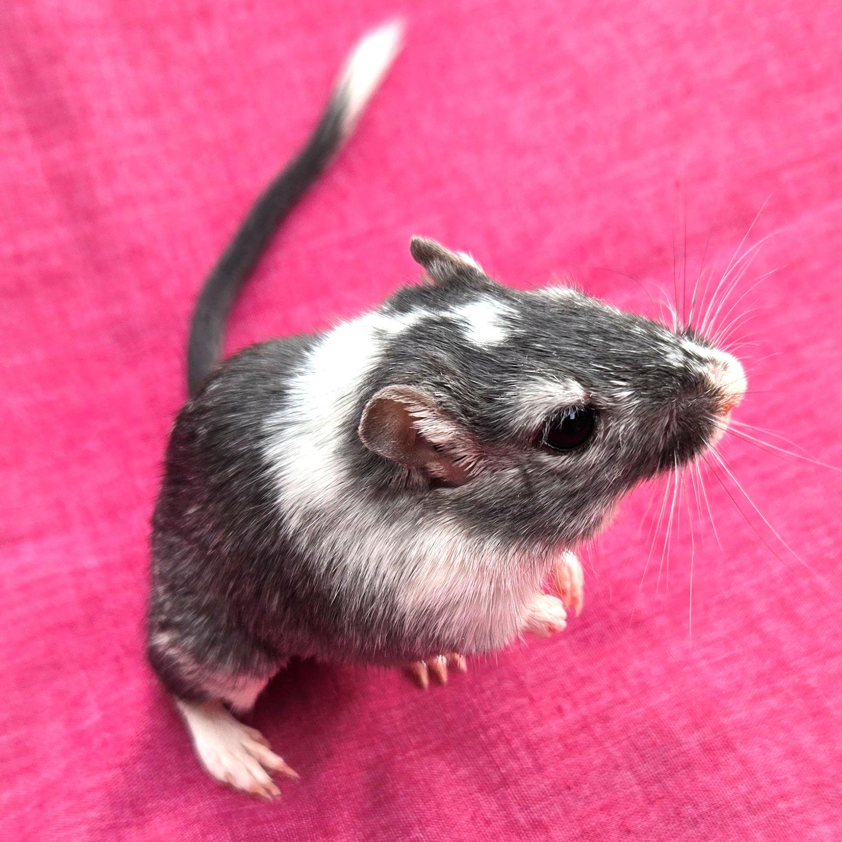 Enlarge Araminta, a ADOPTABLE Gerbil in Boyertown, PA image 2/6