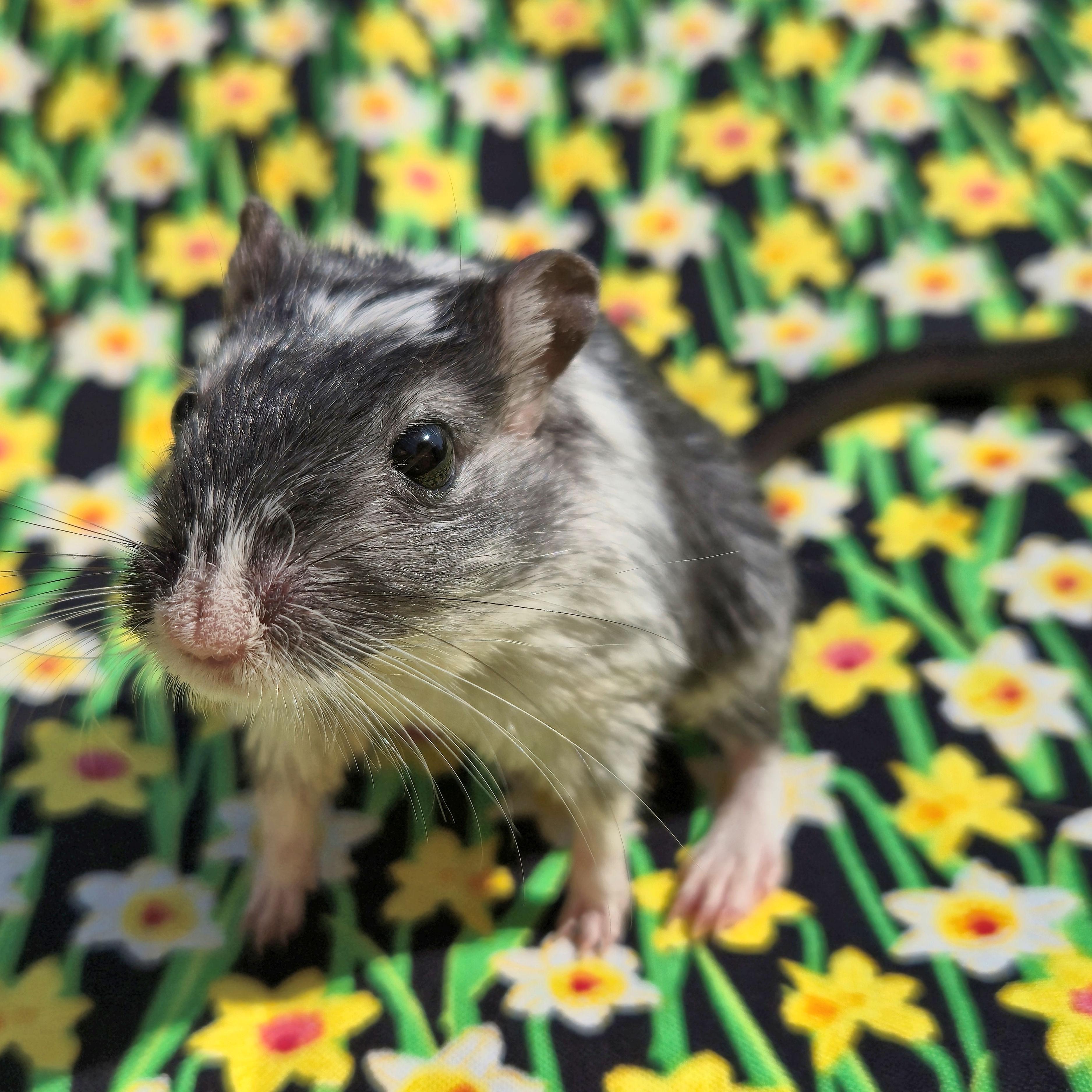 Enlarge Araminta, a ADOPTABLE Gerbil in Boyertown, PA image 3/6