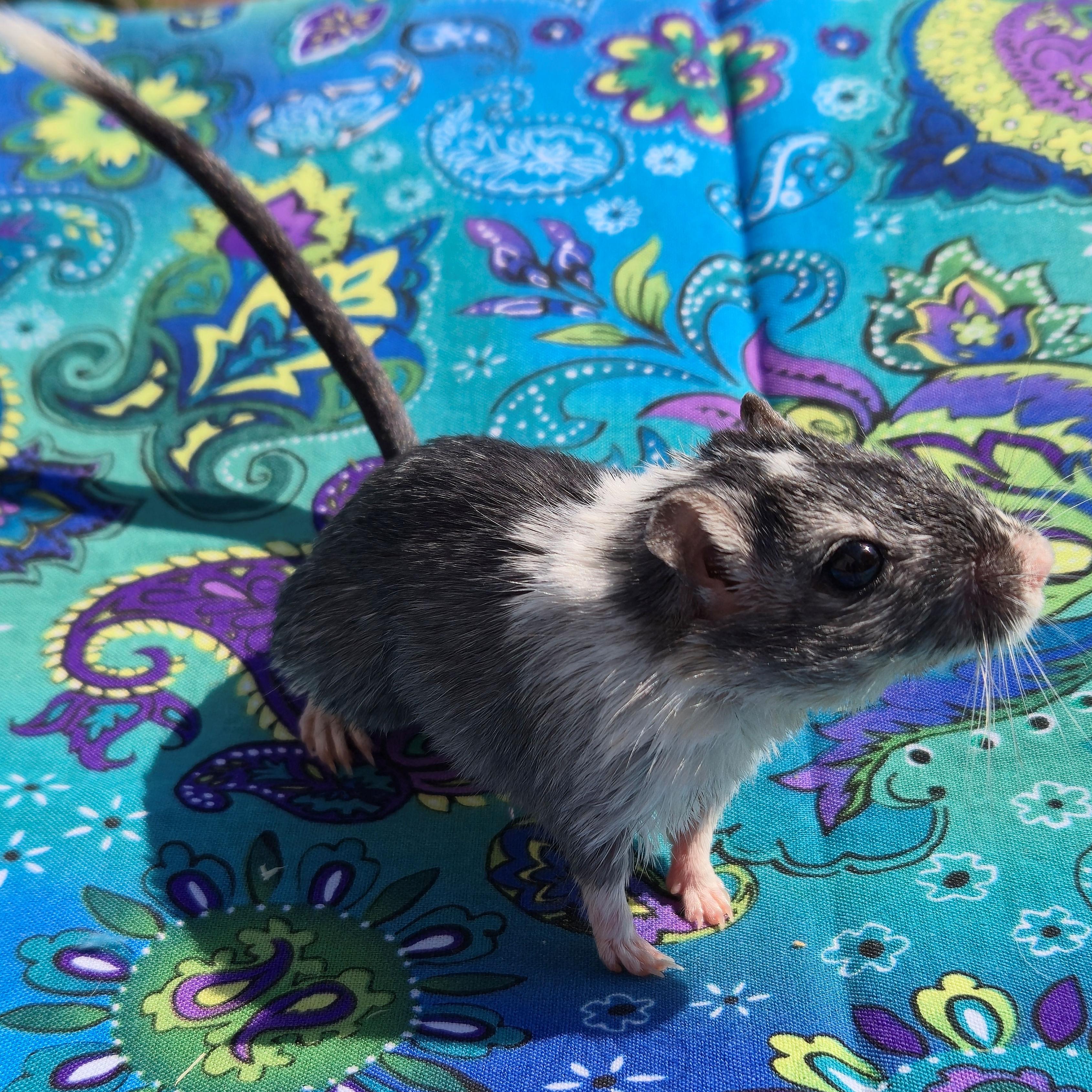 Enlarge Araminta, a ADOPTABLE Gerbil in Boyertown, PA image 5/6