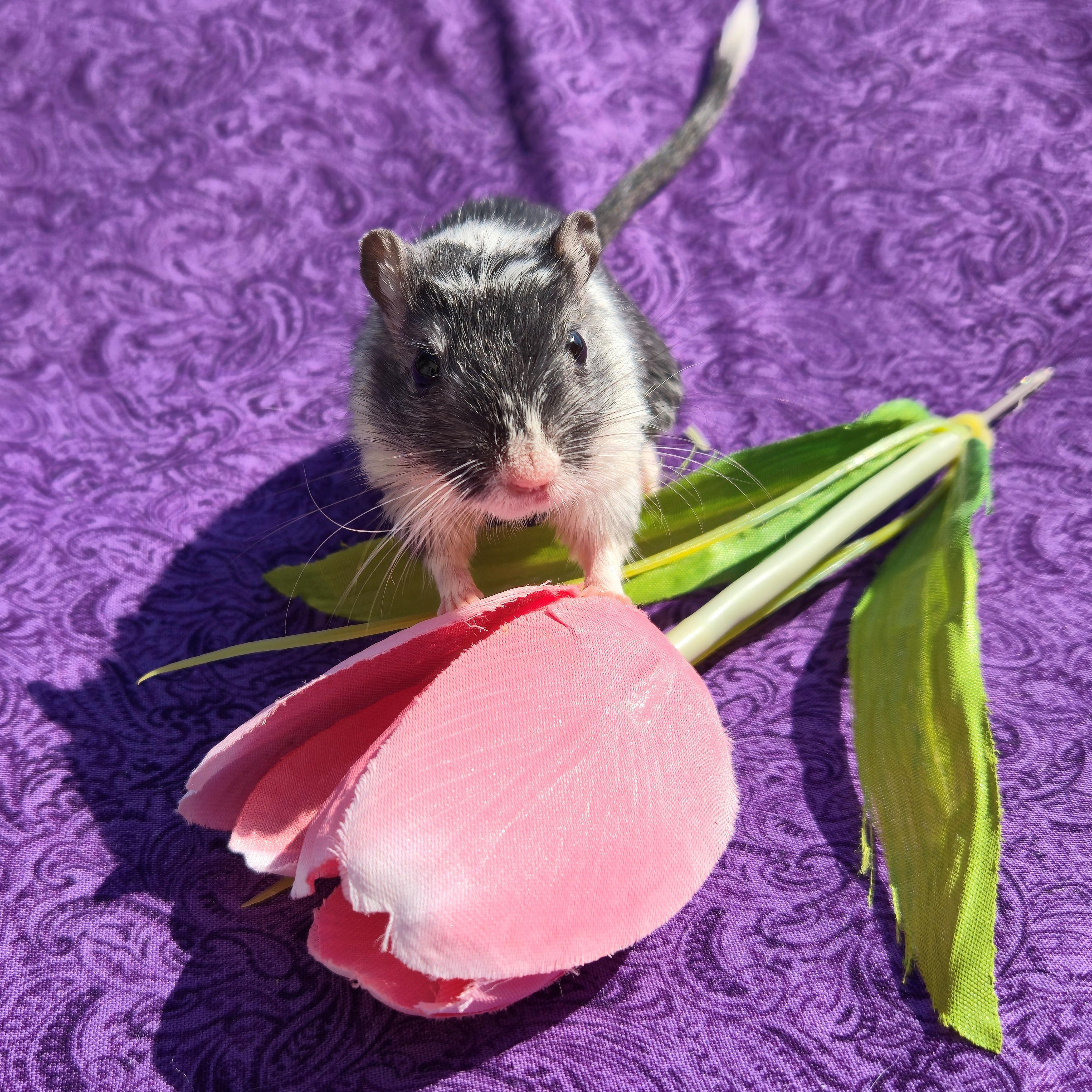 Enlarge Araminta, a ADOPTABLE Gerbil in Boyertown, PA image 4/6