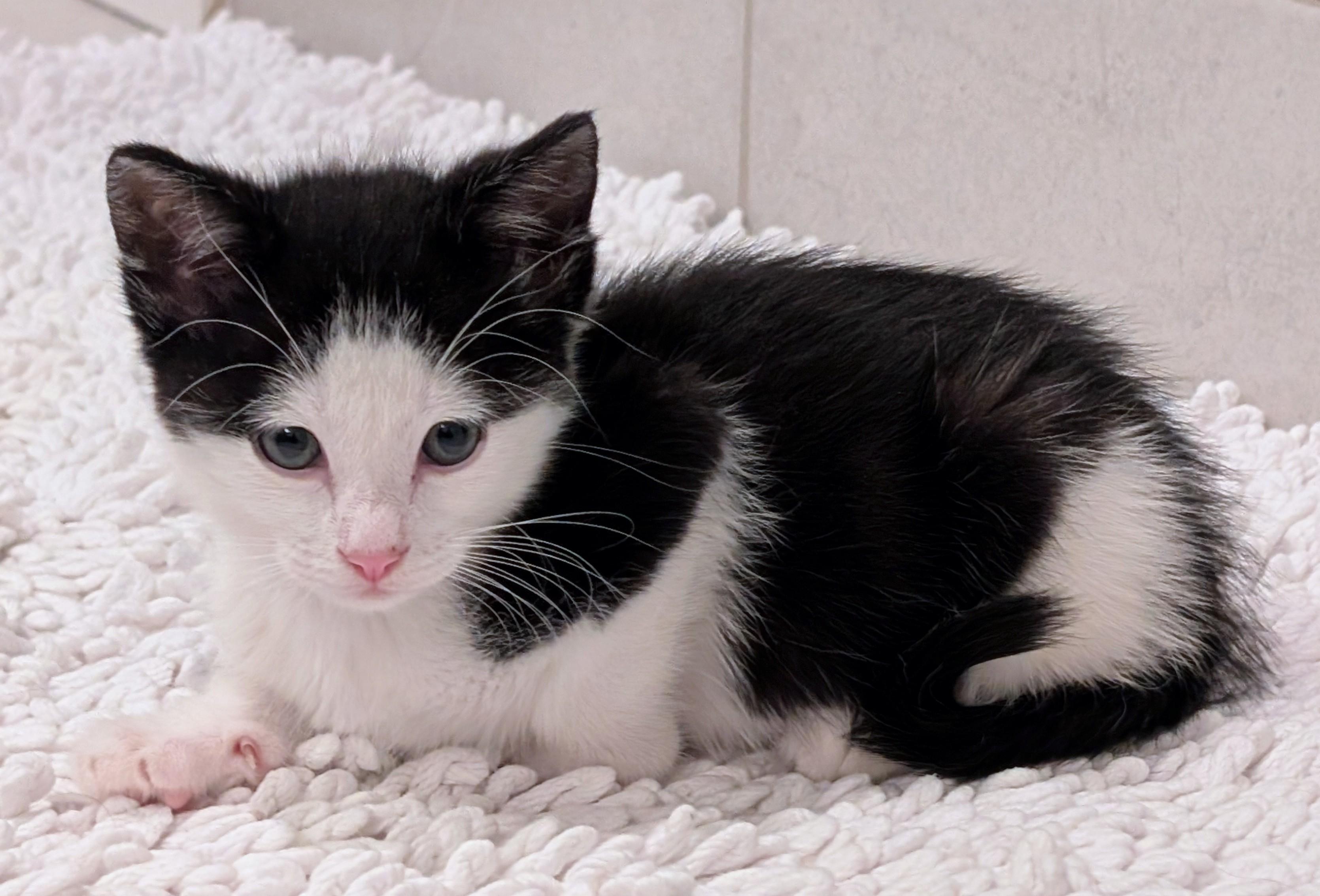 Thor, ADOPTABLE, Kitten Male Tuxedo.