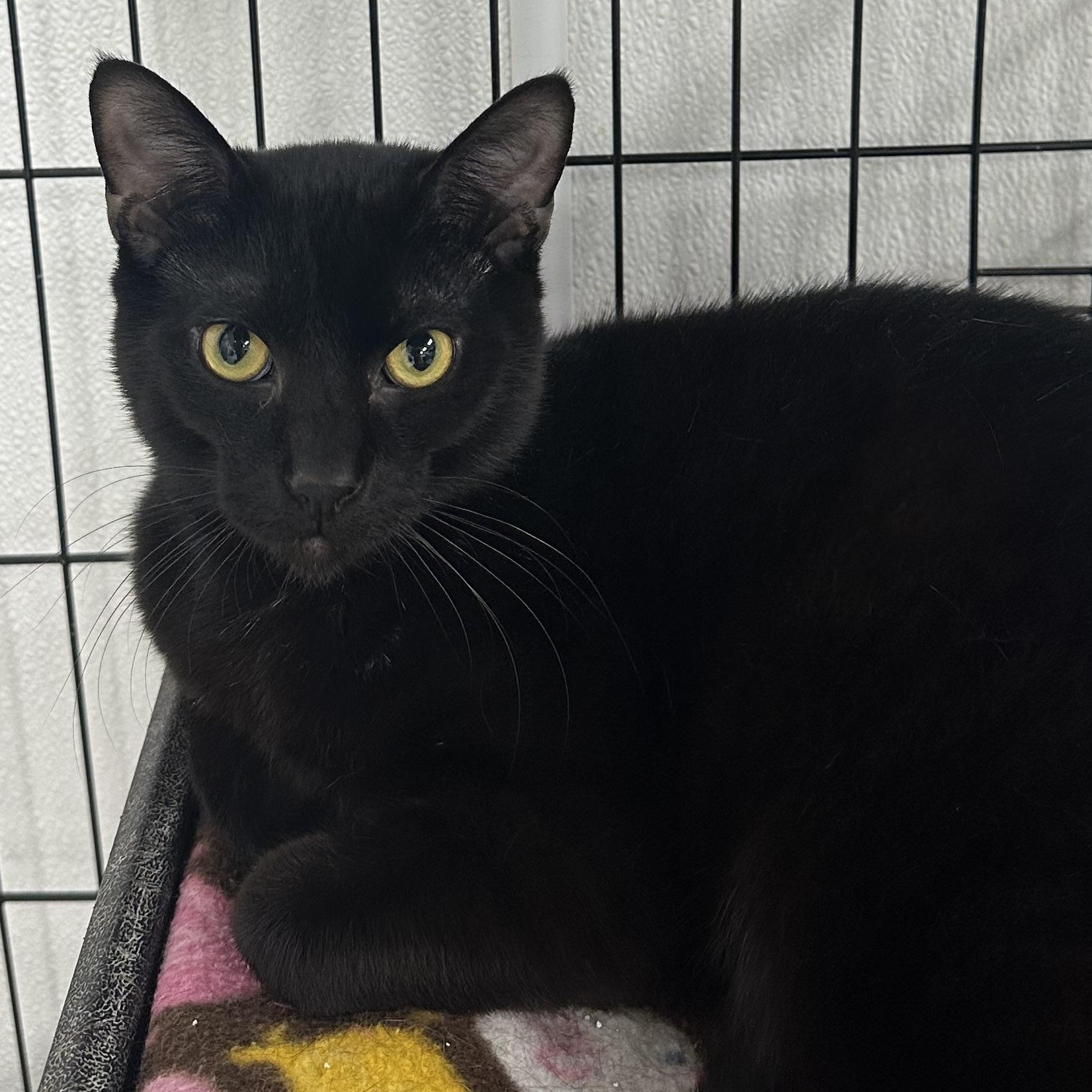 Enlarge Cricket 1, a ADOPTABLE Domestic Short Hair in Youngstown, OH image 1/1
