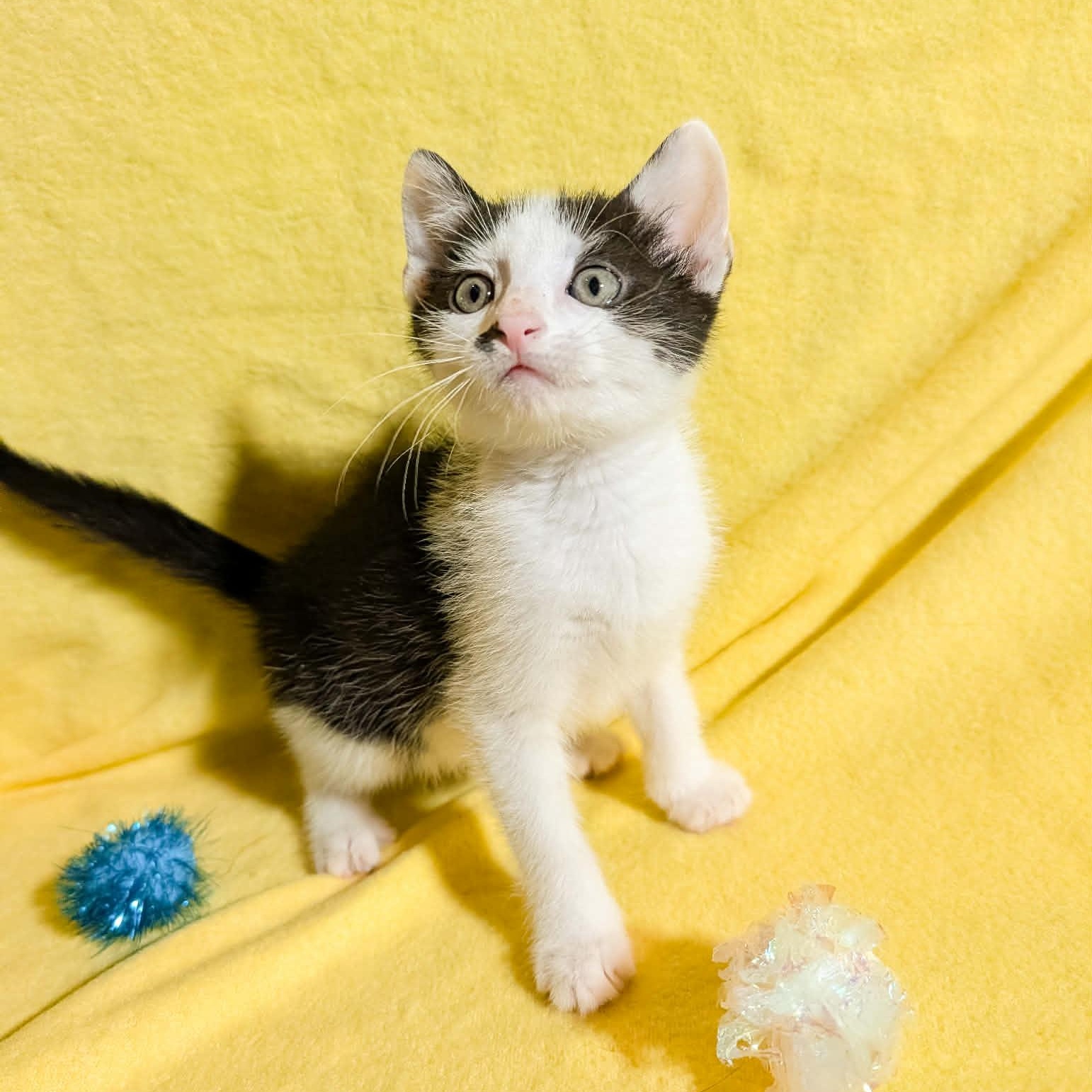 Enlarge Blippi, a Adoptable Domestic Short Hair in Beloit, WI image 2/2