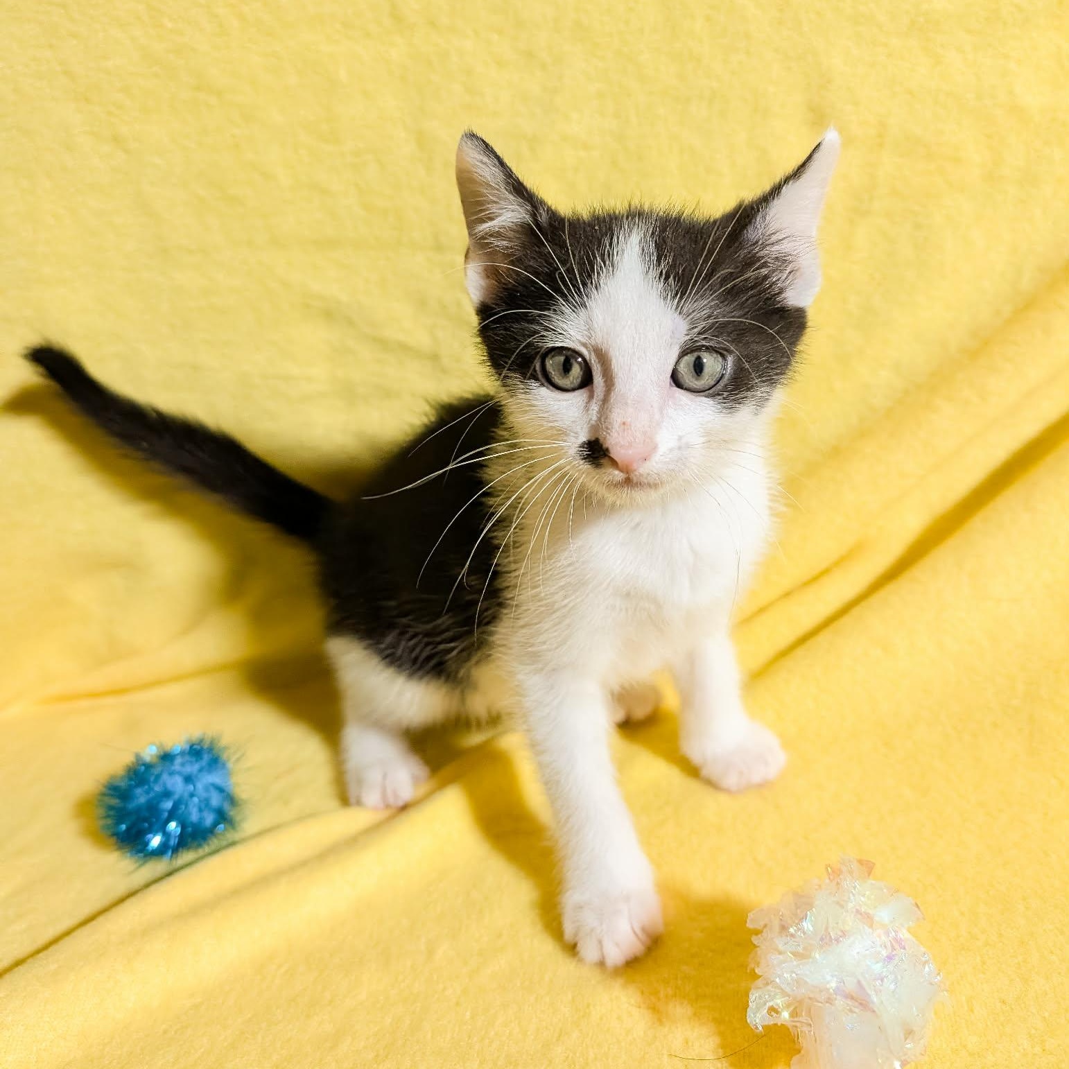 Blippi, Adoptable, Young Male Domestic Short Hair.